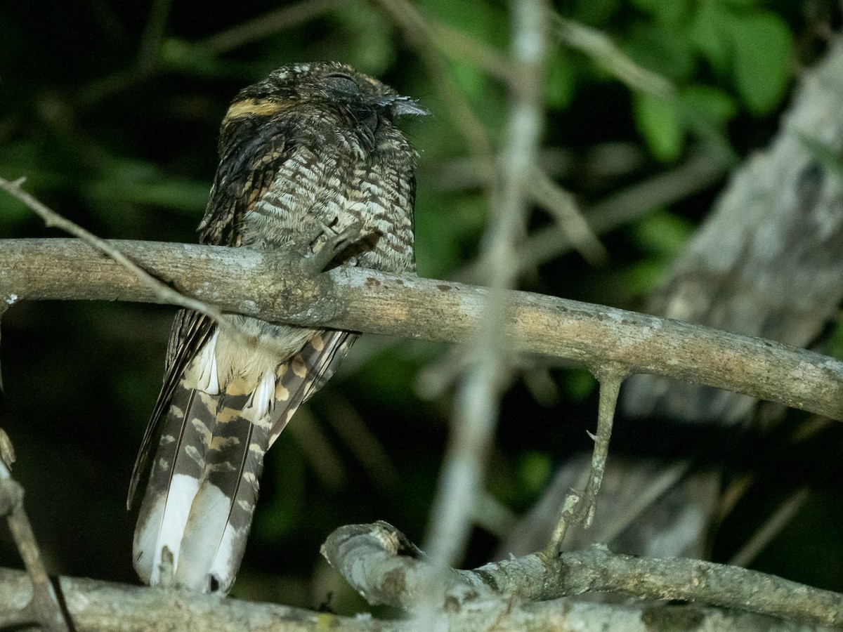 Buff-collared Nightjar - ML223590081