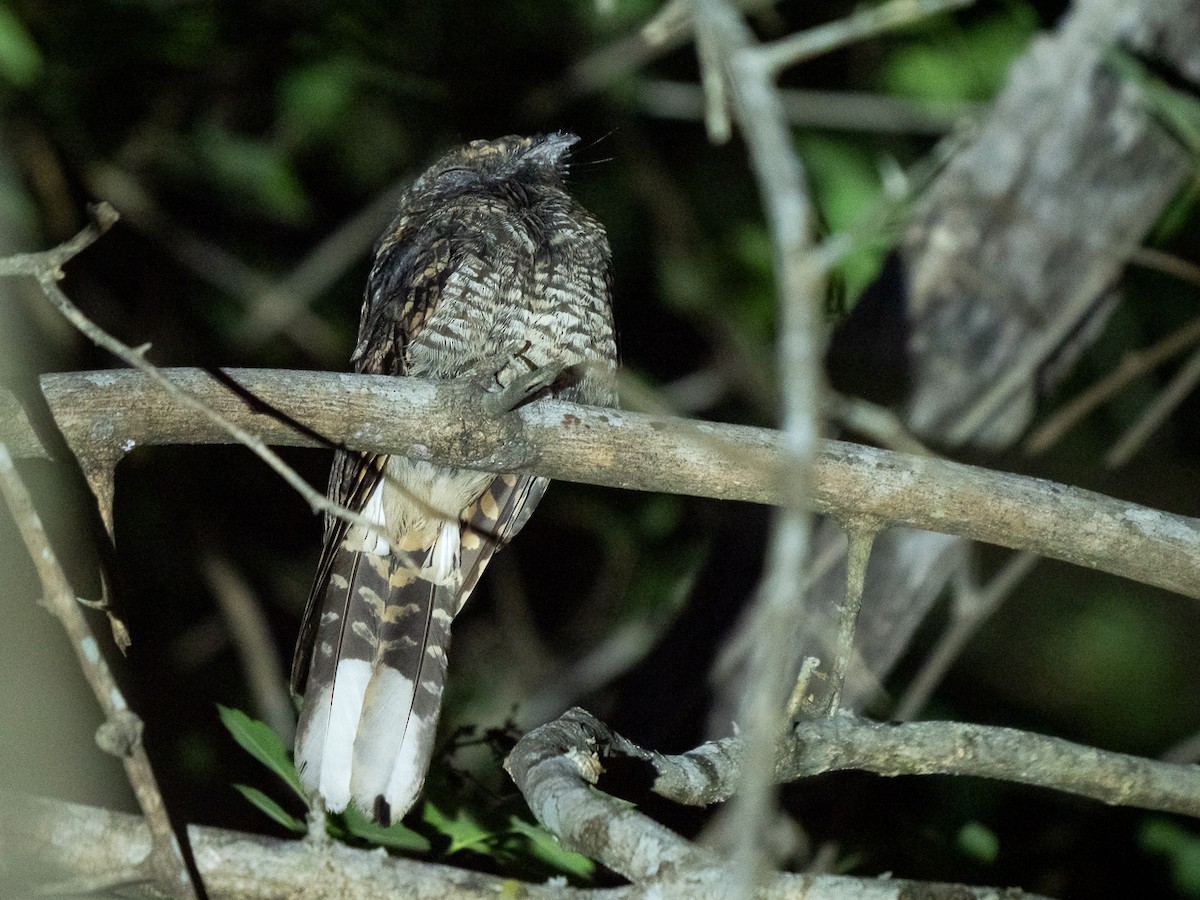 Buff-collared Nightjar - ML223590131