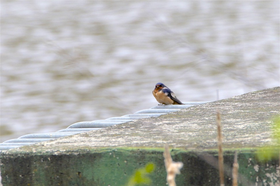 Barn Swallow - ML223590491