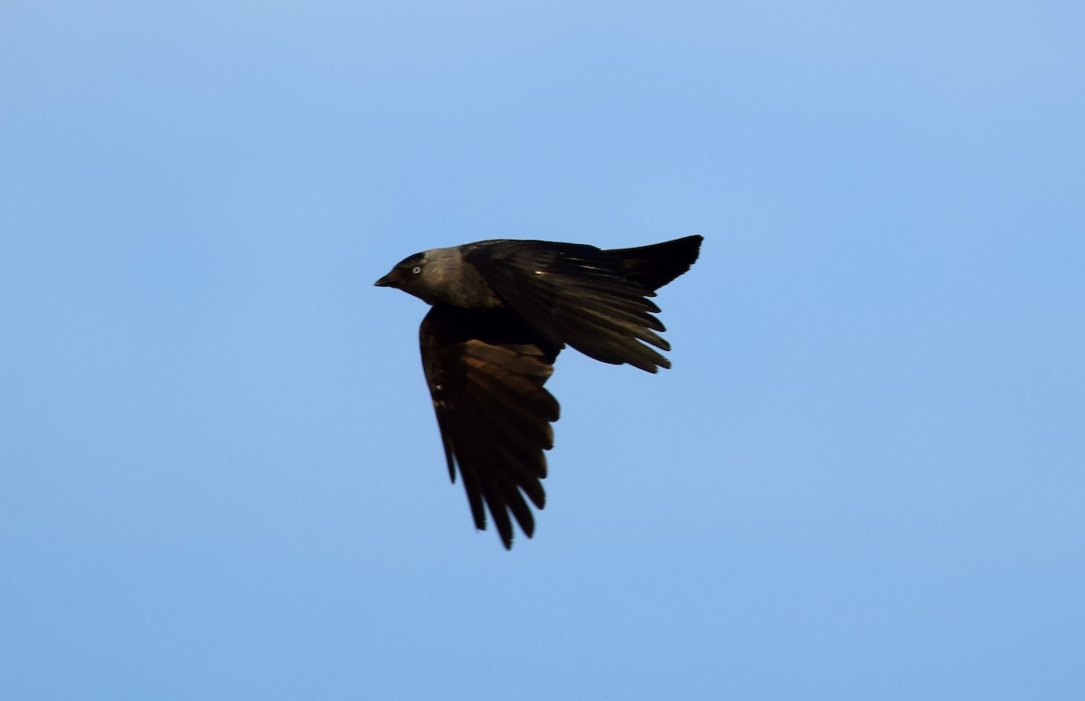 Eurasian Jackdaw - ML223591051