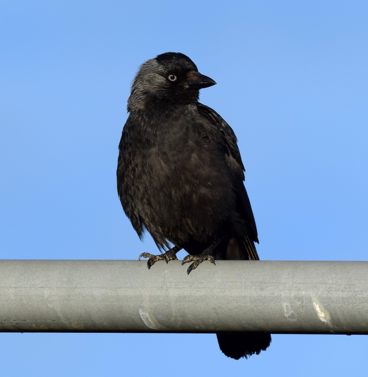 Eurasian Jackdaw - ML223591081