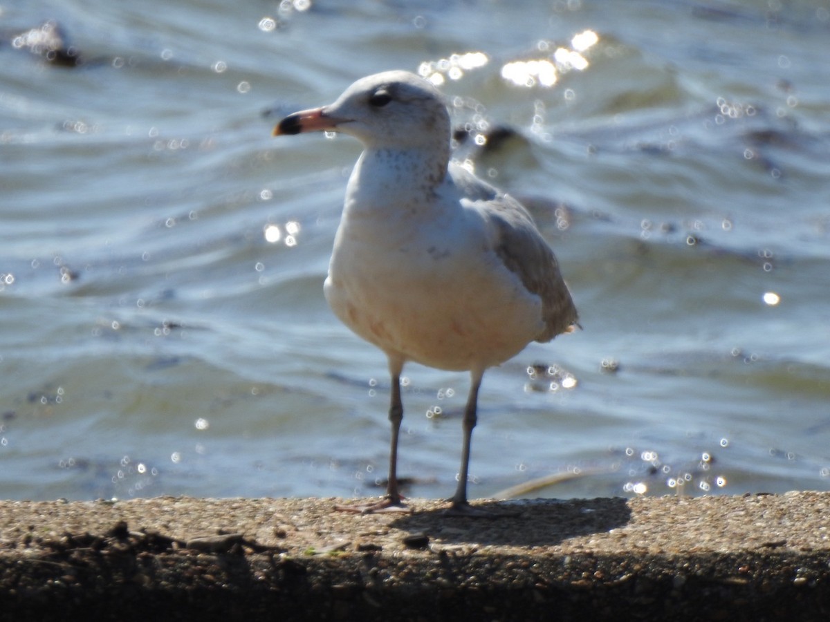 Ring-billed Gull - ML223591541