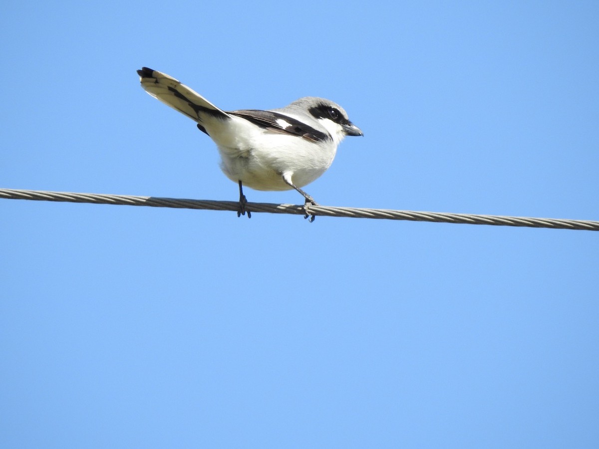 Loggerhead Shrike - ML223592101