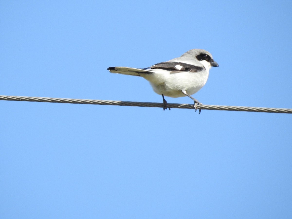 Loggerhead Shrike - Jim Valenzuela