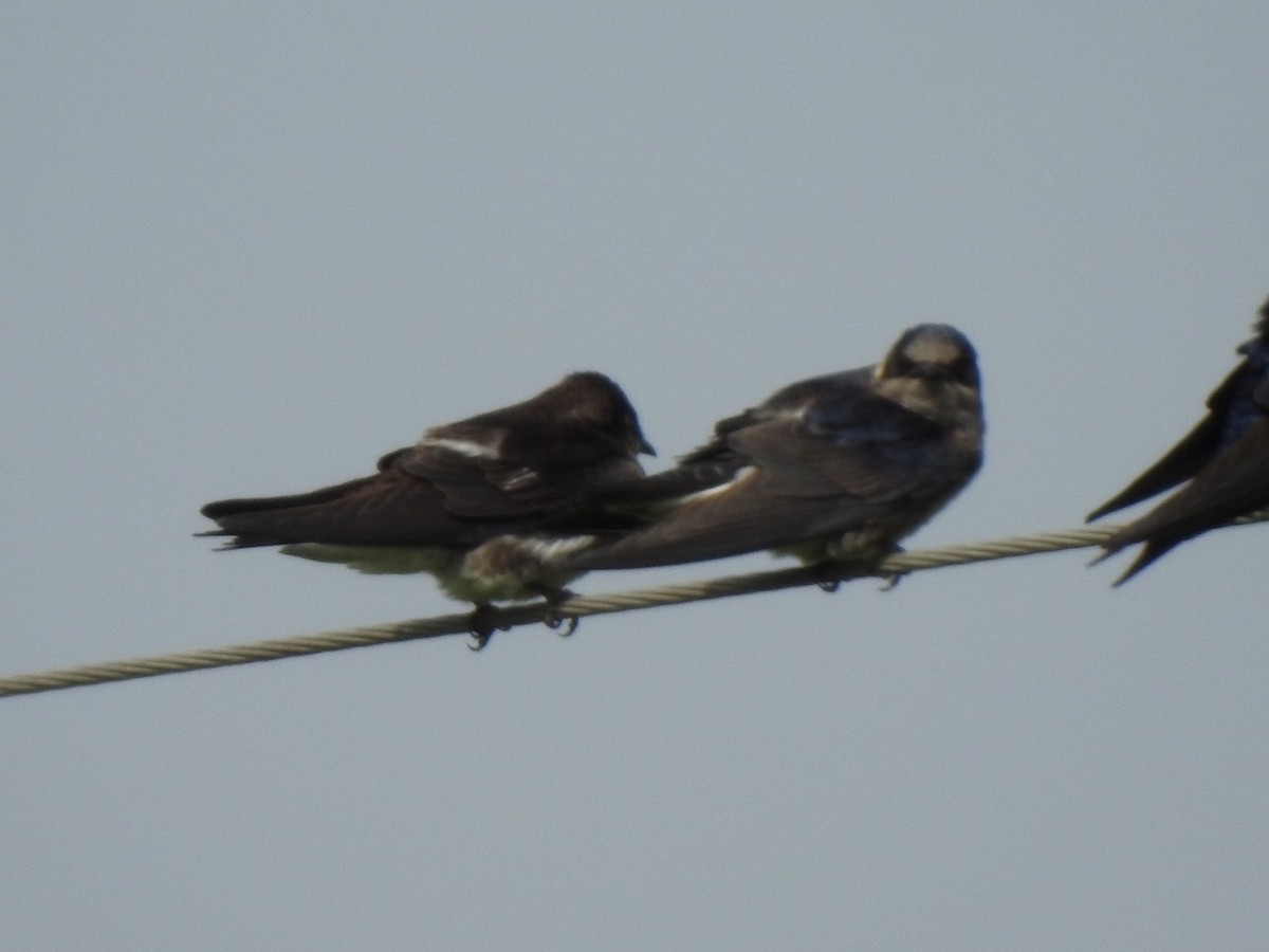 Purple Martin - ML223592231