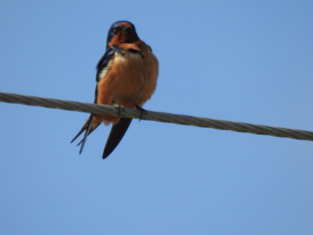 Barn Swallow - Jim Valenzuela