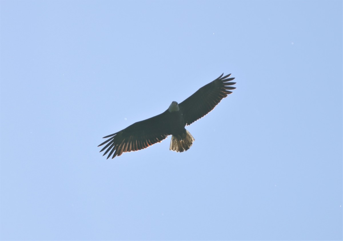 Bald Eagle - ML223593011