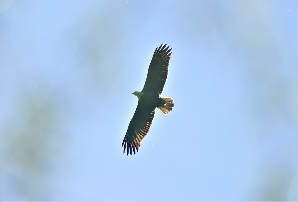 Bald Eagle - ML223593031