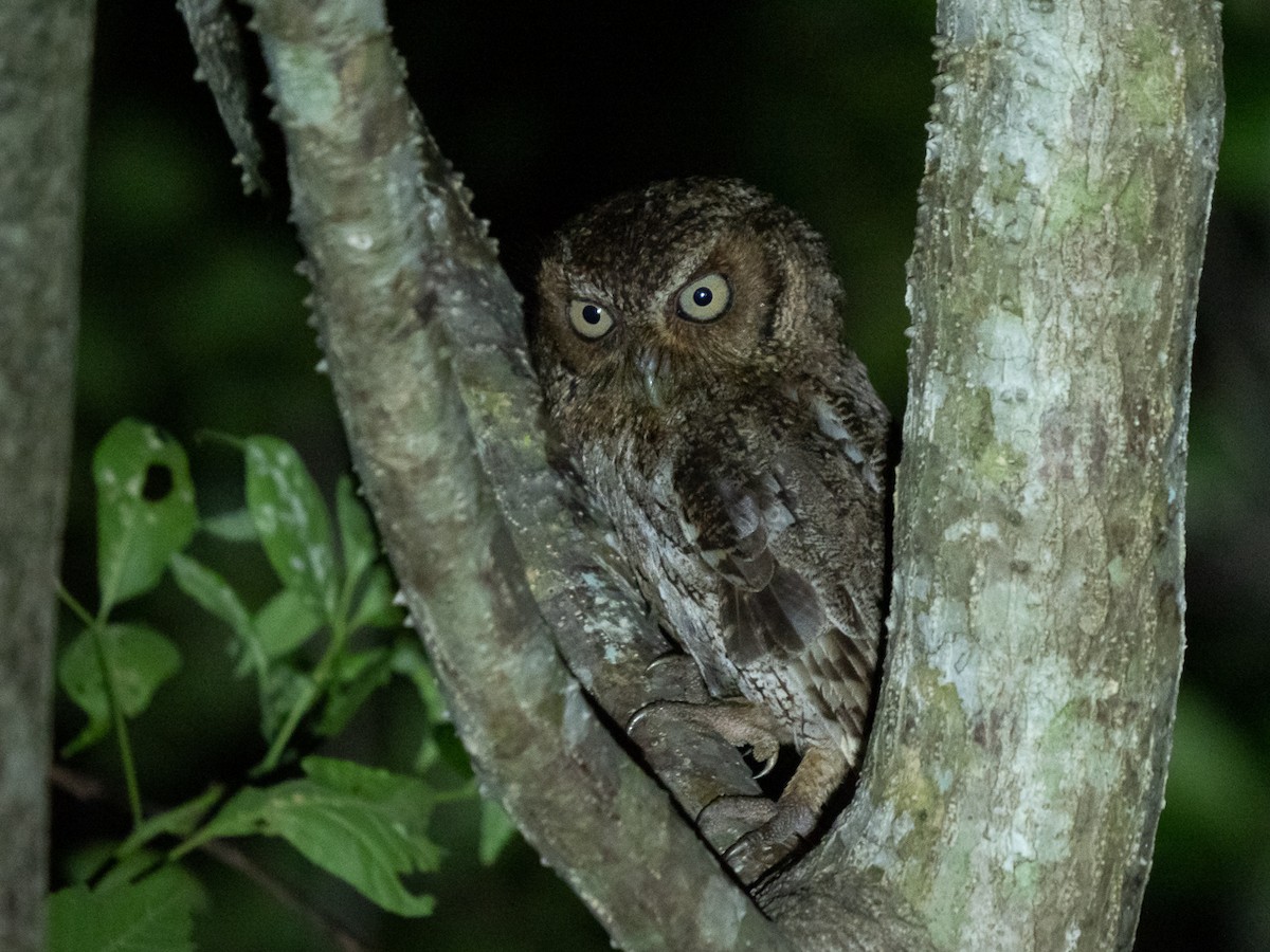 Middle American Screech-Owl - ML223593241