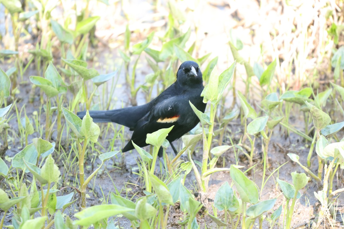Red-winged Blackbird - ML223593391