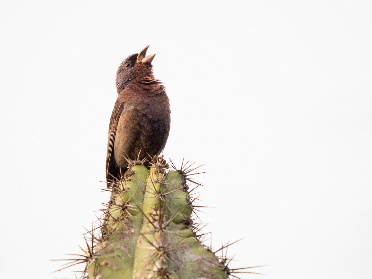 Passerin varié - ML223597201