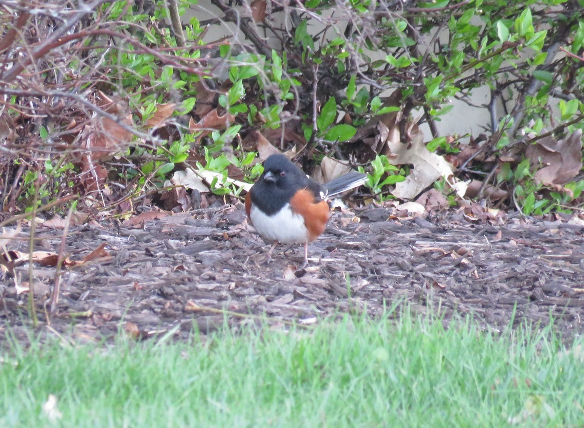 Eastern Towhee - ML223598021