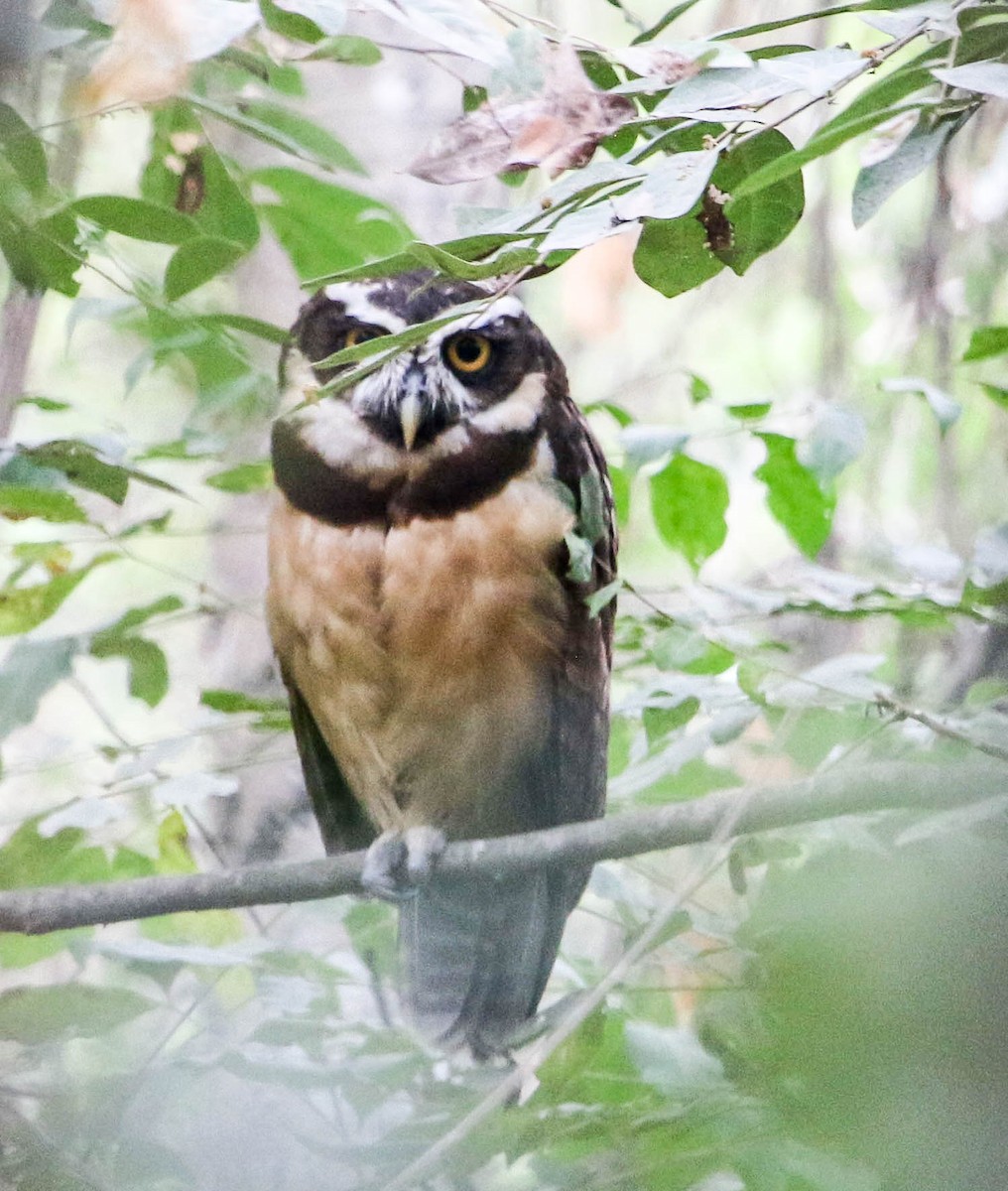 Spectacled Owl - ML223598681