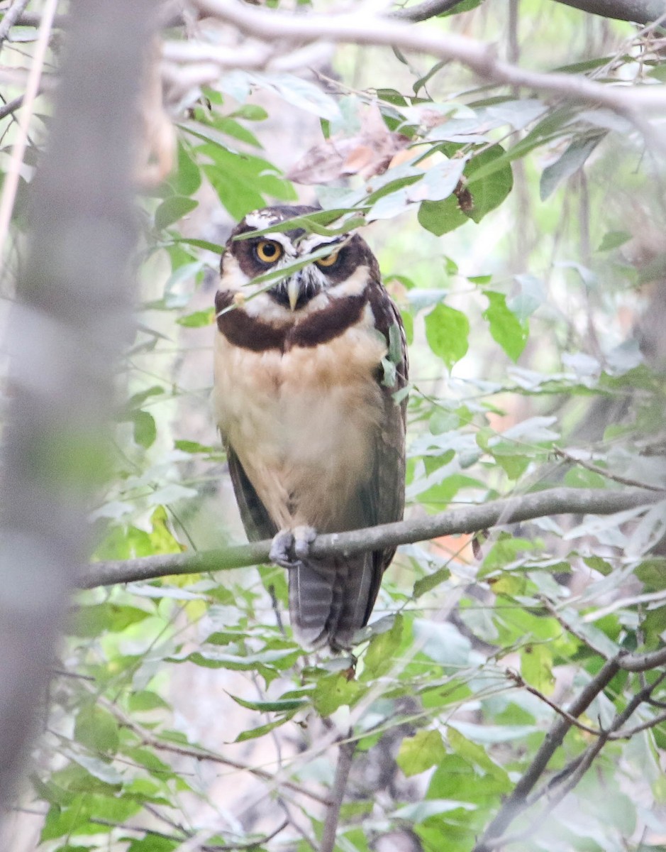 Spectacled Owl - ML223598711