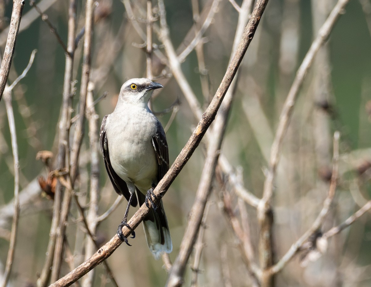 Tropical Mockingbird - ML223600101