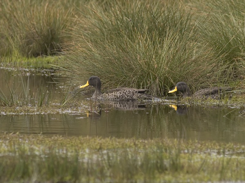 Yellow-billed Duck - Yoav Perlman