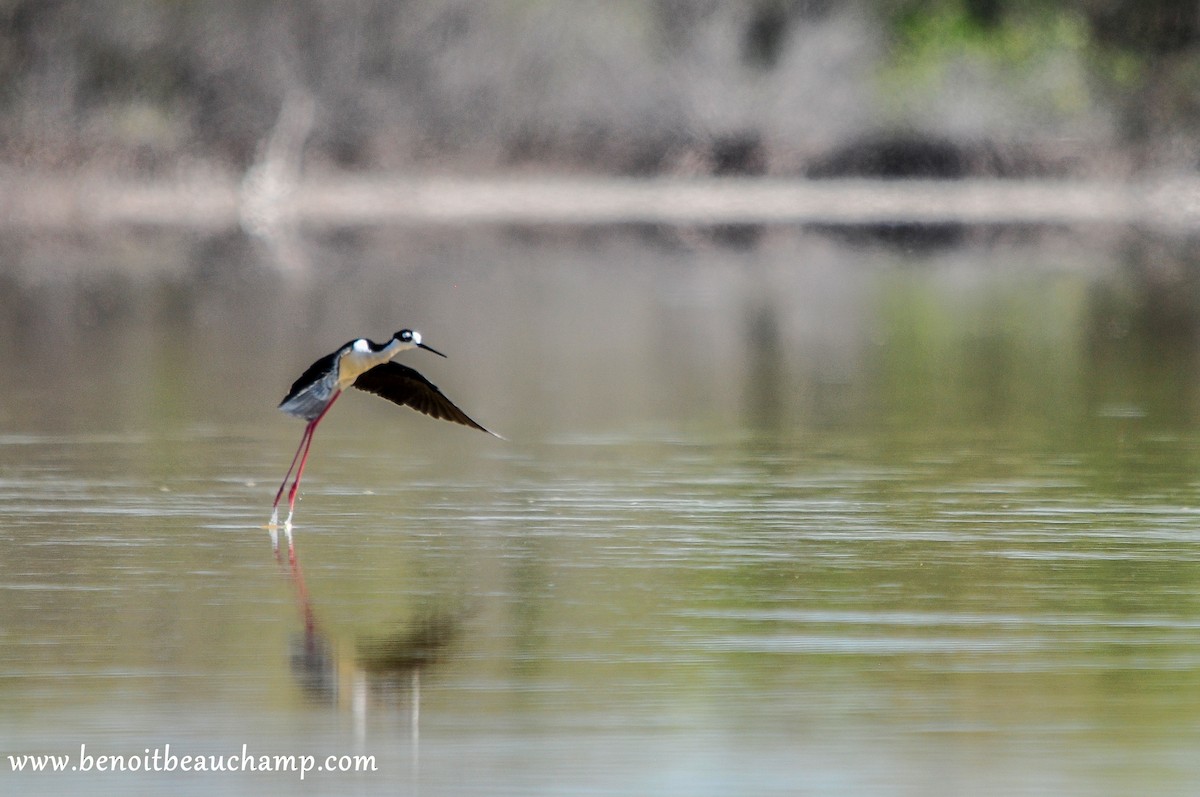 Black-necked Stilt - ML223602551