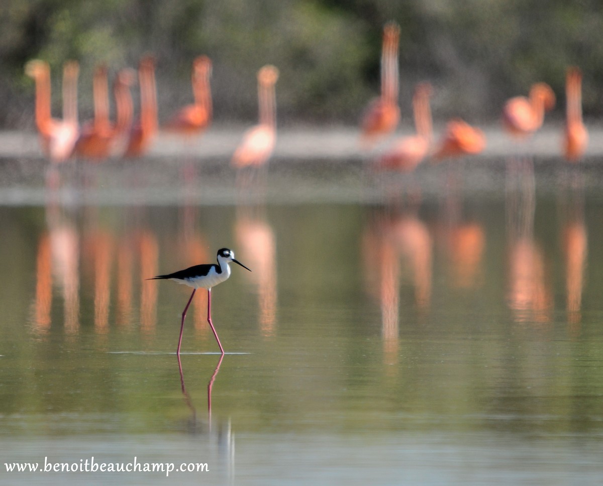 Black-necked Stilt - ML223602561