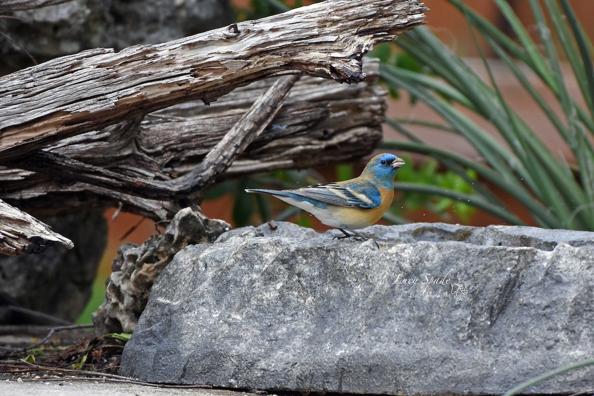 Lazuli Bunting - ML223603711