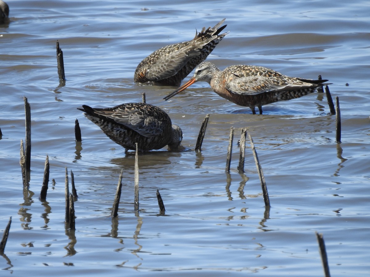 Hudsonian Godwit - Thomas Jones