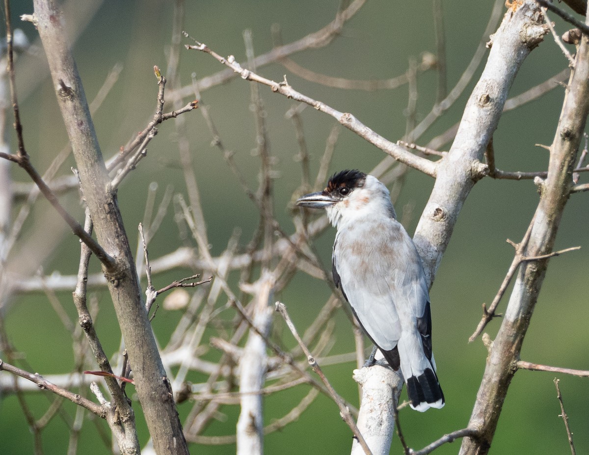 Black-crowned Tityra - ML223605511