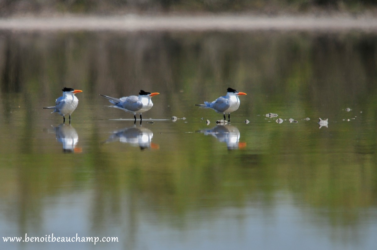 Royal Tern - Benoit Beauchamp