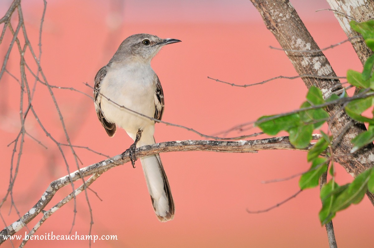 Northern Mockingbird - ML223607081