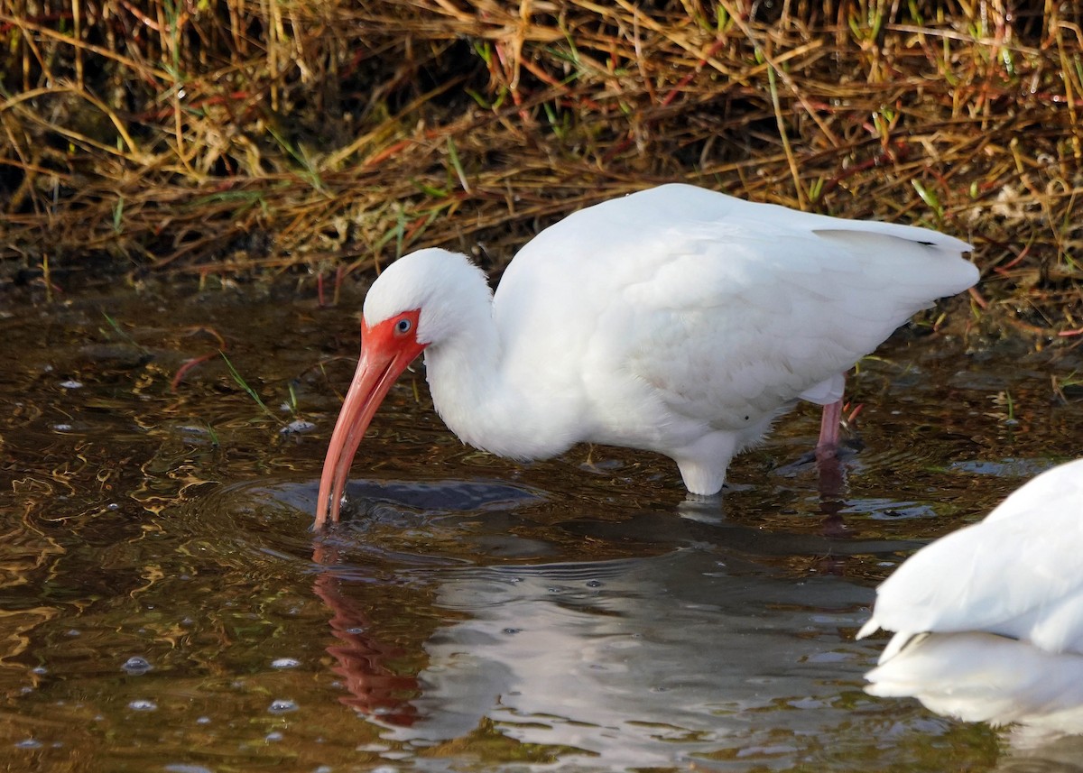 ibis bílý - ML223607861