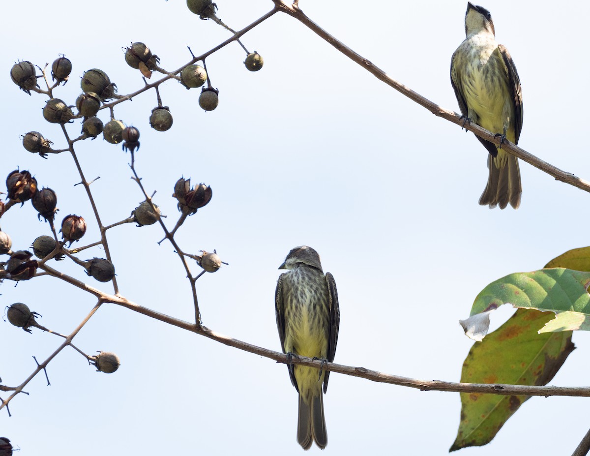 Piratic Flycatcher - ML223609571