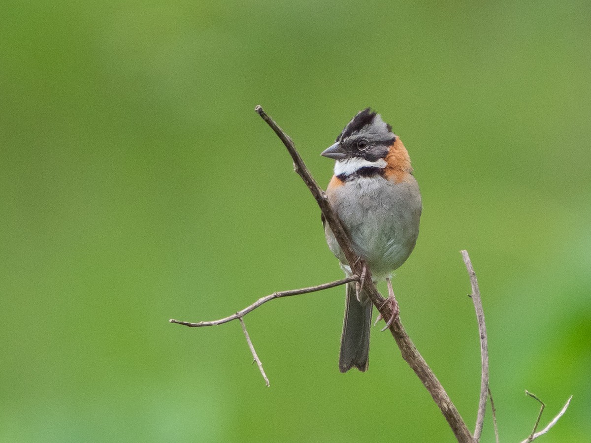 Rufous-collared Sparrow - ML223609691