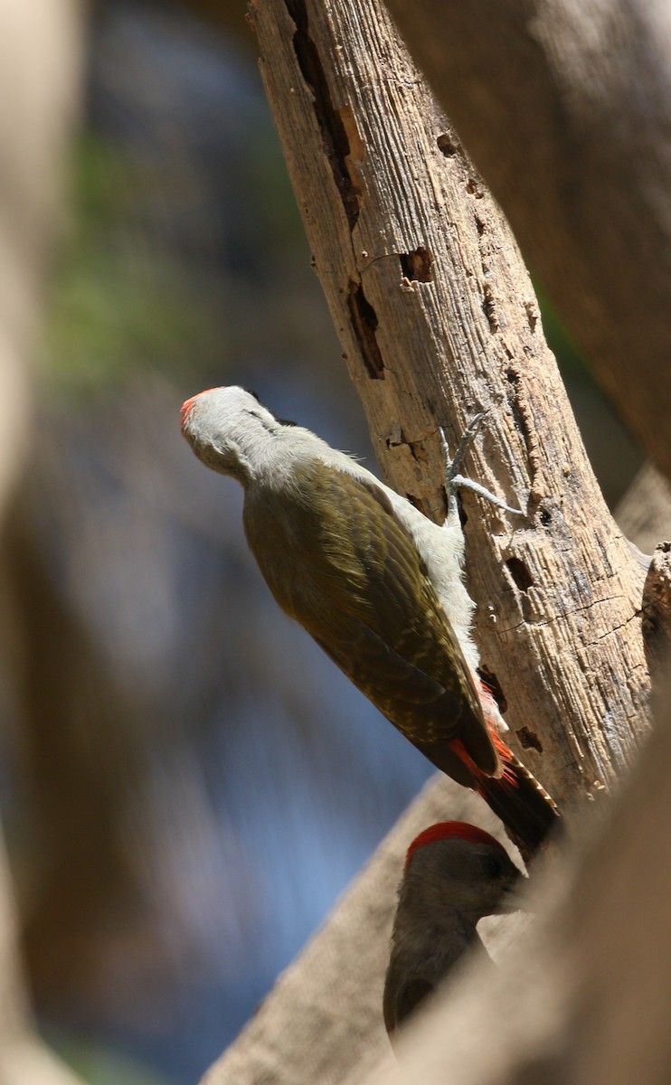 African Gray Woodpecker - ML223610121