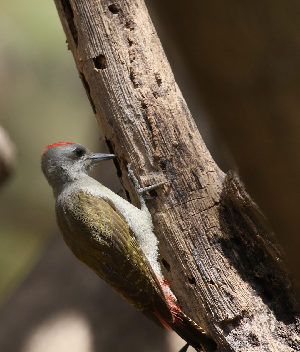African Gray Woodpecker - ML223610161
