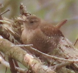 Winter Wren - ML223611701