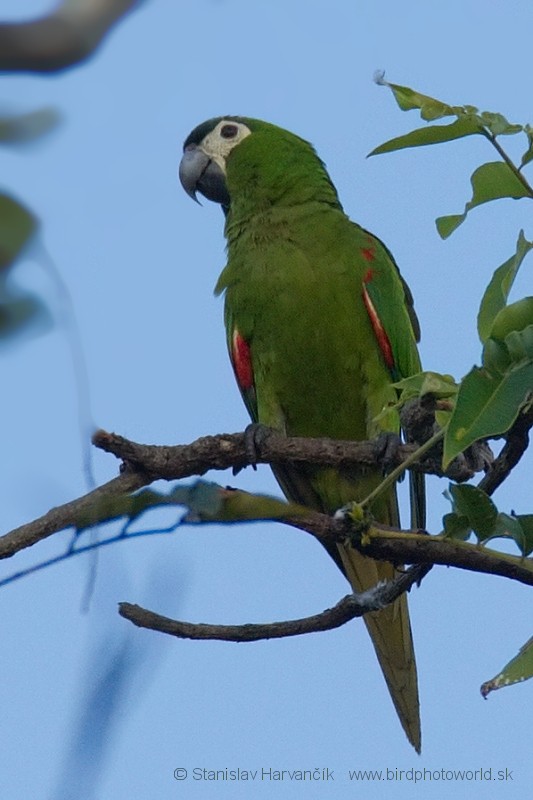 Red-shouldered Macaw - Stanislav Harvančík