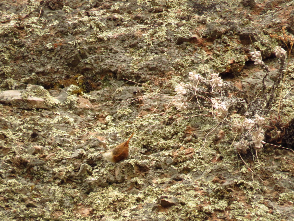 Canyon Wren - ML223613301