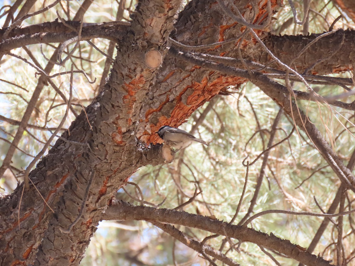 Mountain Chickadee - douglas diekman