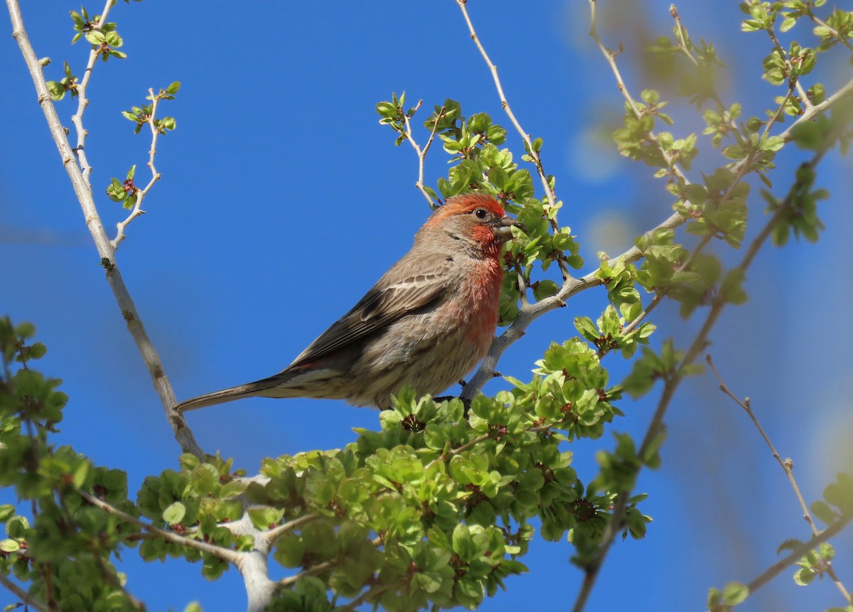 House Finch - ML223613791