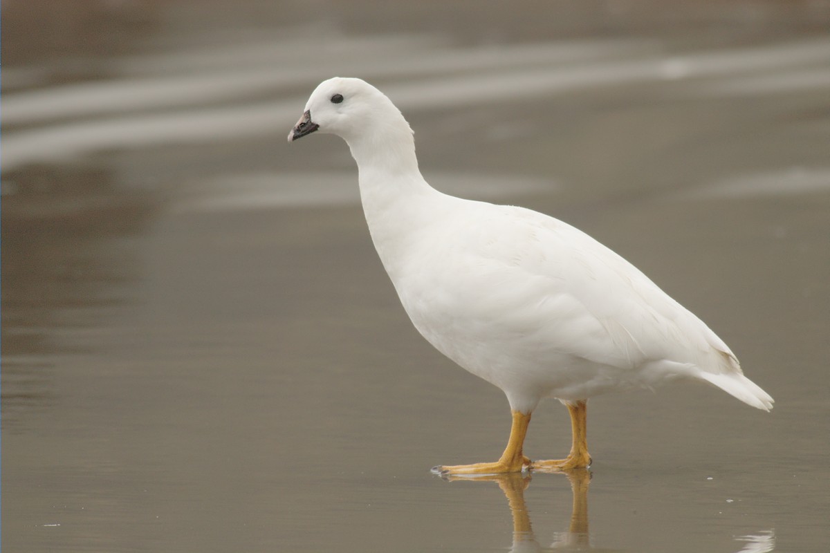 Kelp Goose - Etienne Artigau🦩