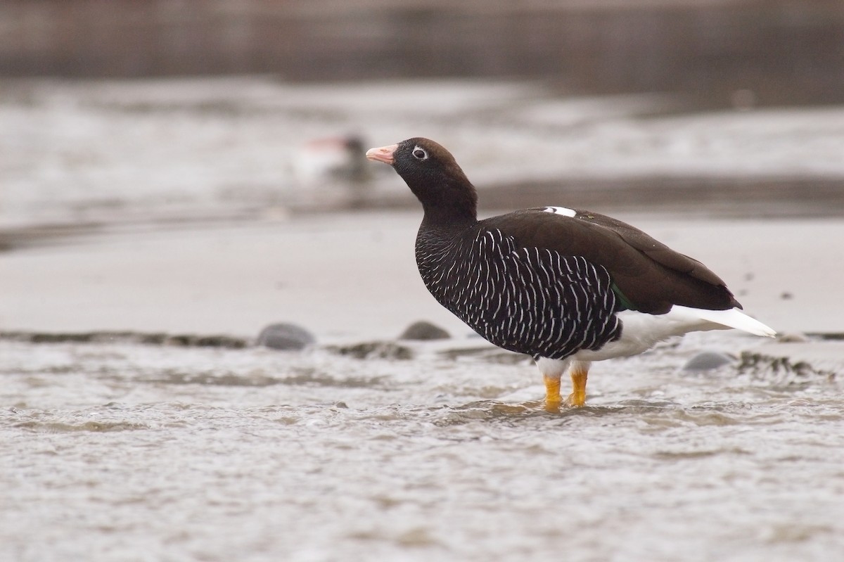 Kelp Goose - ML22361451