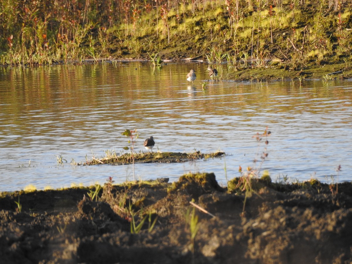 Solitary Sandpiper - ML223615131