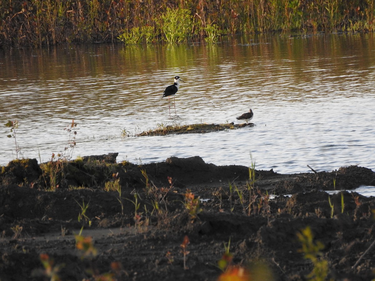 Black-necked Stilt - ML223615171