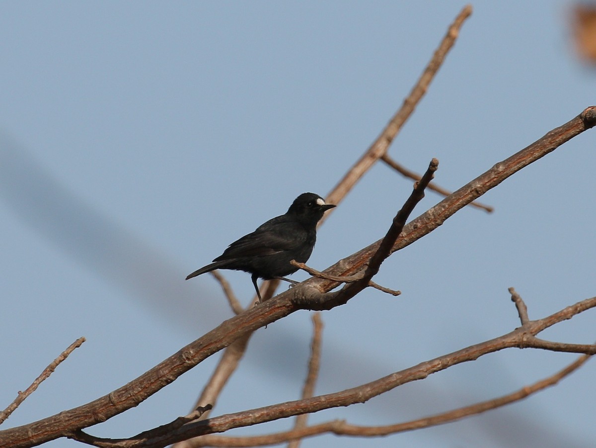 White-fronted Black-Chat - ML223615591