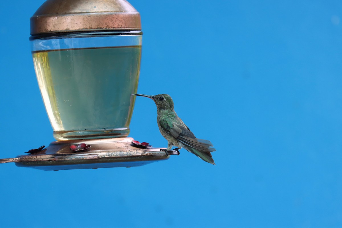 Scaly-breasted Hummingbird (Cuvier's) - ML223616021