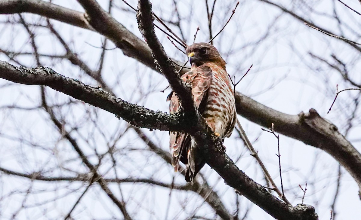 Broad-winged Hawk - Gale VerHague