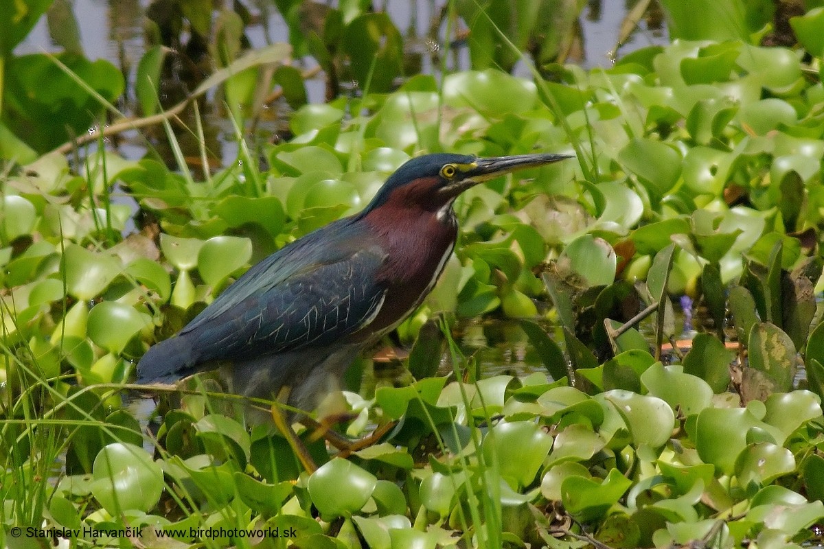 Green Heron - ML223618171