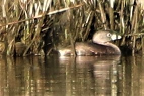 Pied-billed Grebe - ML223618891