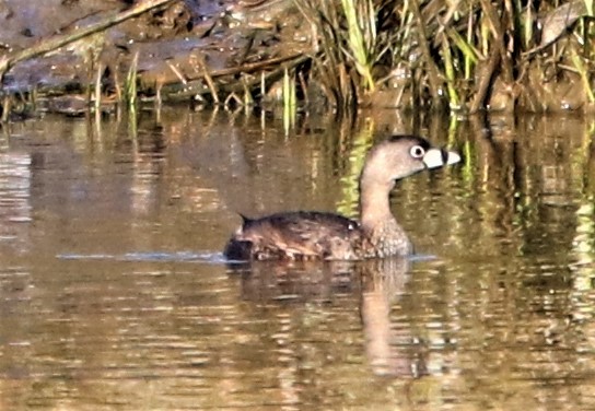 Pied-billed Grebe - ML223618981