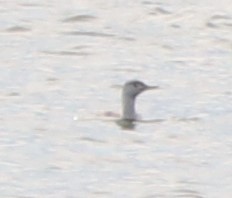 Red-throated Loon - ML223619551