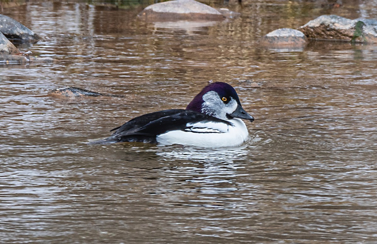 Bufflehead x goldeneye sp. (hybrid) - ML223619971