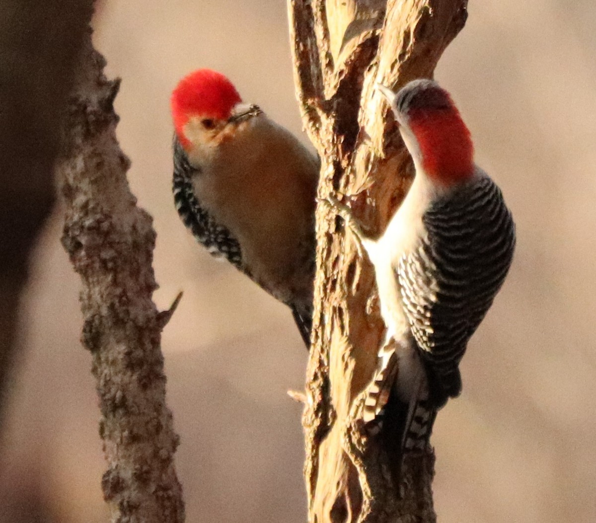 Red-bellied Woodpecker - valerie heemstra